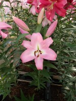 [5216 Cathay VZ No01.JPG]